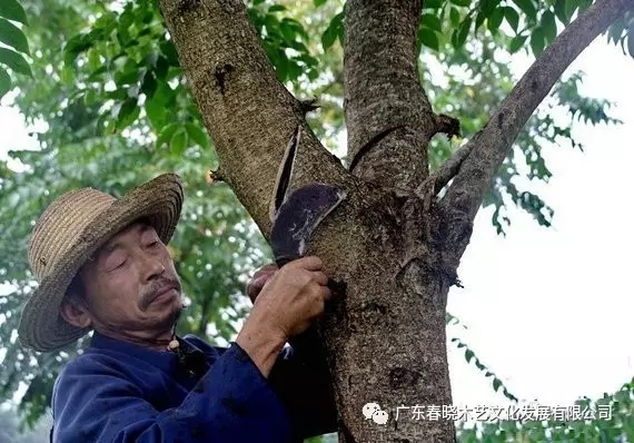 生漆，紅木家具的華美外衣(圖2)