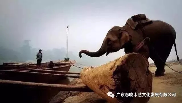 紅木木材是怎樣運(yùn)出老撾深山老林的？(圖1)