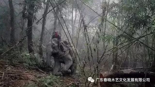 紅木木材是怎樣運(yùn)出老撾深山老林的？(圖3)
