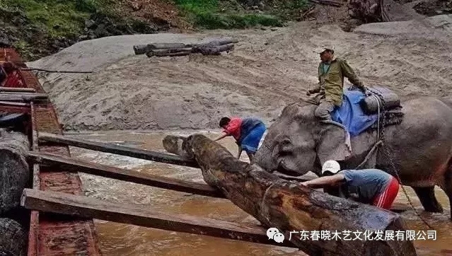 紅木木材是怎樣運(yùn)出老撾深山老林的？(圖4)