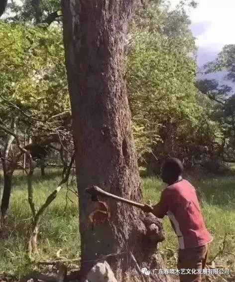 從非洲到中國，紅木的旅程可謂荊棘漫布(圖1)