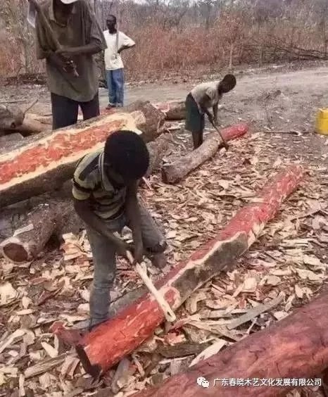 從非洲到中國，紅木的旅程可謂荊棘漫布(圖2)
