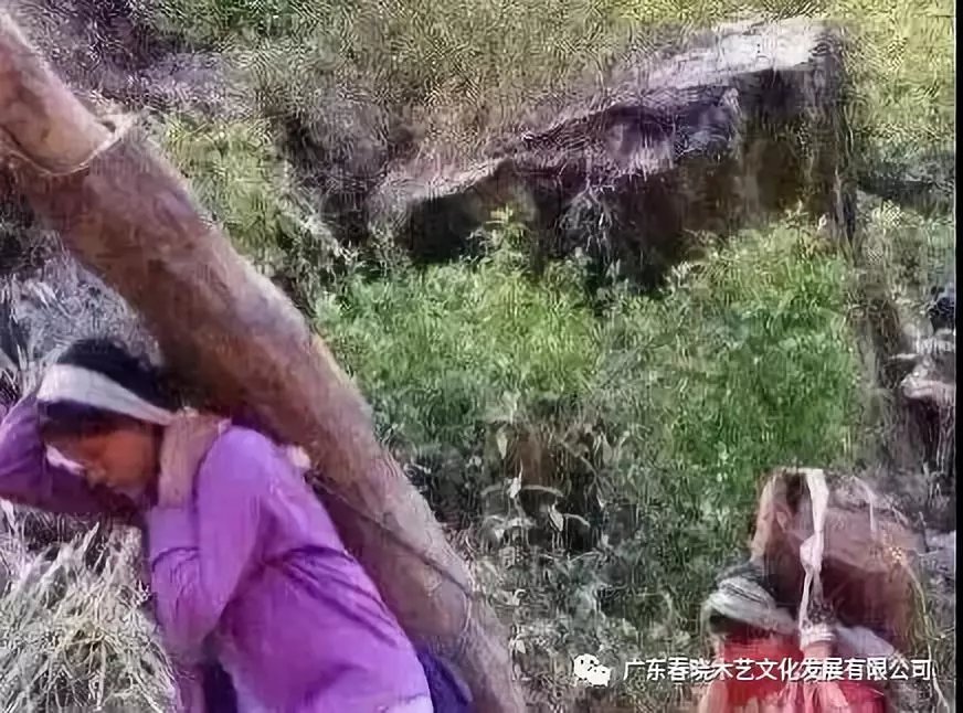 從非洲到中國，紅木的旅程可謂荊棘漫布(圖7)
