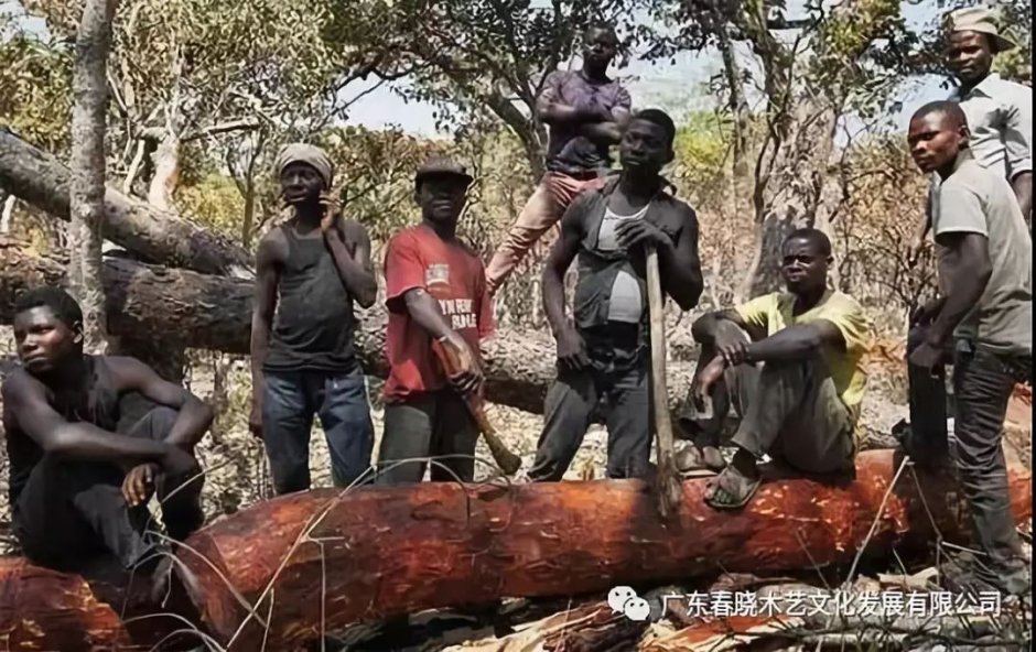 重磅消息！血檀被建議列入CITES公約附錄II(圖1)