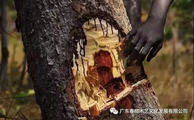 重磅消息！血檀被建議列入CITES公約附錄II(圖2)