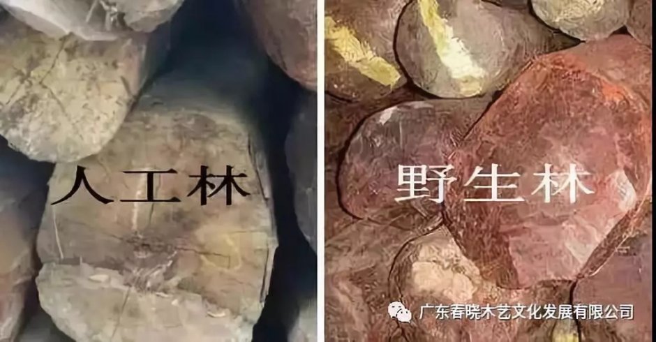 紅木人工林能代替野生林嗎？(圖3)
