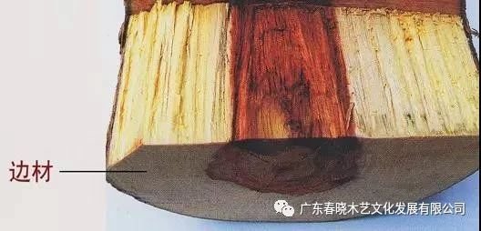 什么是紅木家具的白皮？怎樣正確認(rèn)識(shí)白皮？(圖1)